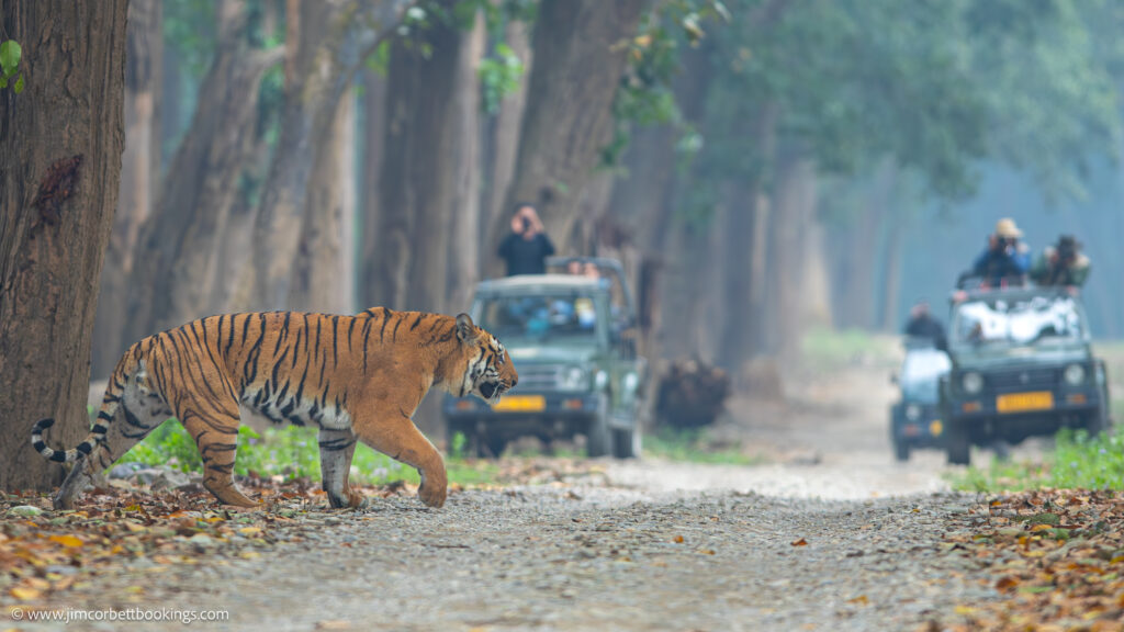 Corbett Online Safari Bookings