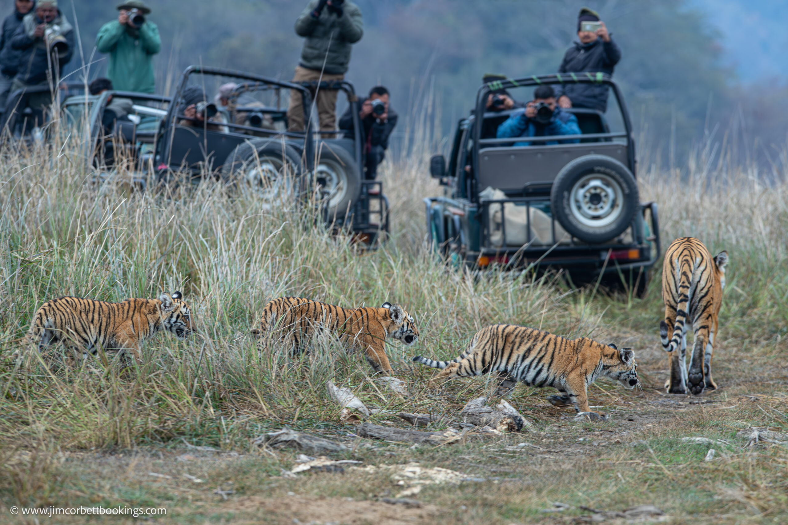 Why Choose Jim Corbett National Park for your family vacation?