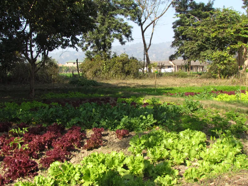 Jims Jungle Retreat2