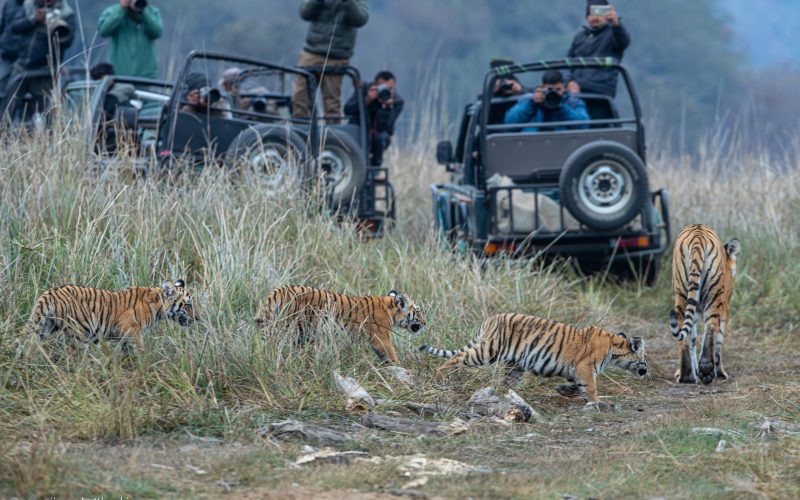 Why Choose Jim Corbett National Park for your family vacation?